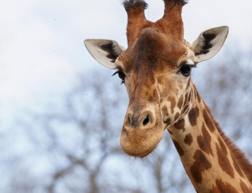 Celebrating 125 Years of a Toledo Landmark: The Toledo Zoo