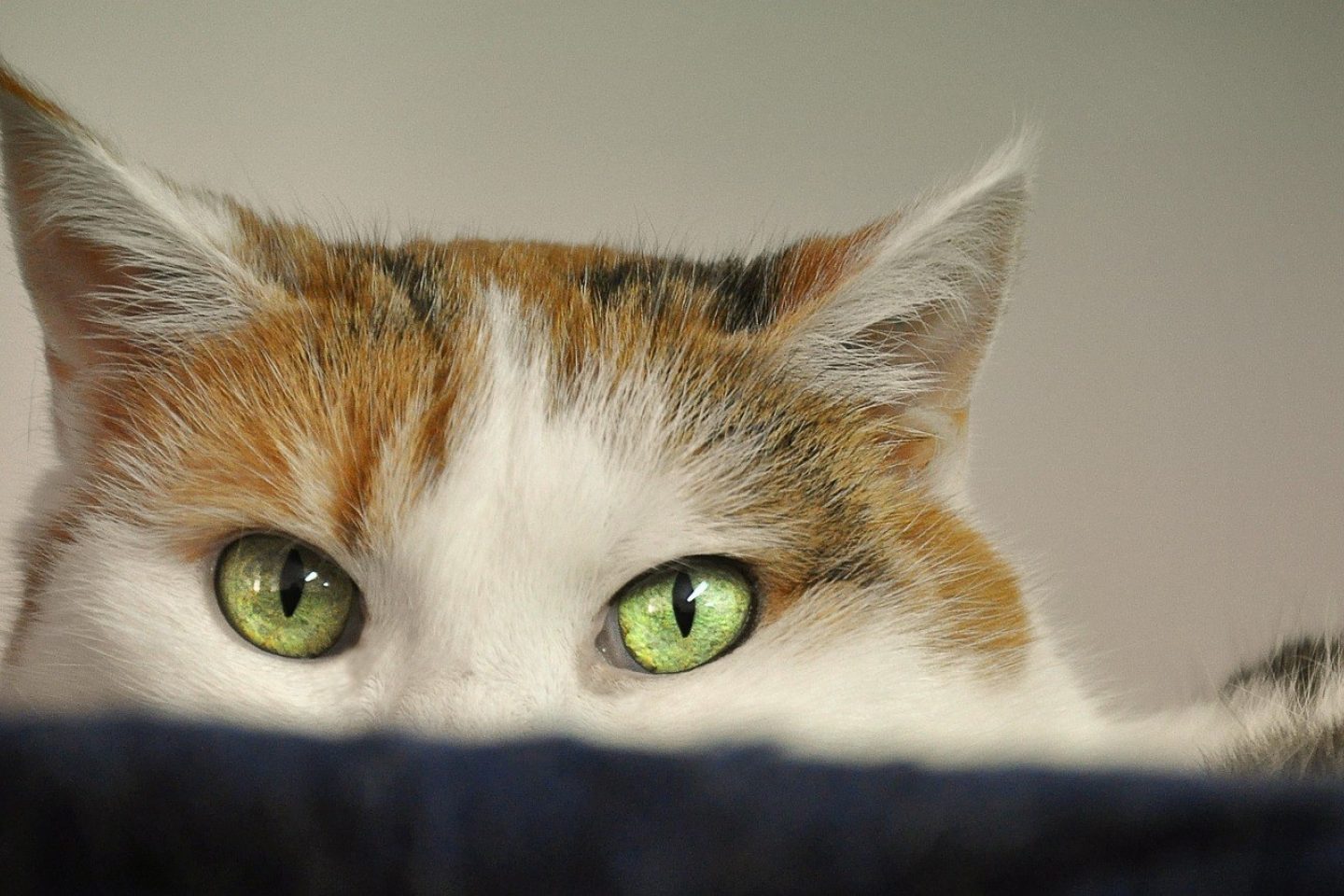 A view of a cat's eyes peering over something to look at the viewer.