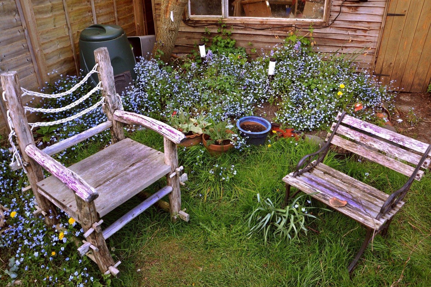 Two wooden chairs are outside in the grass next to a group of small blue flowers. There are other pots with plants in them between the two chairs.