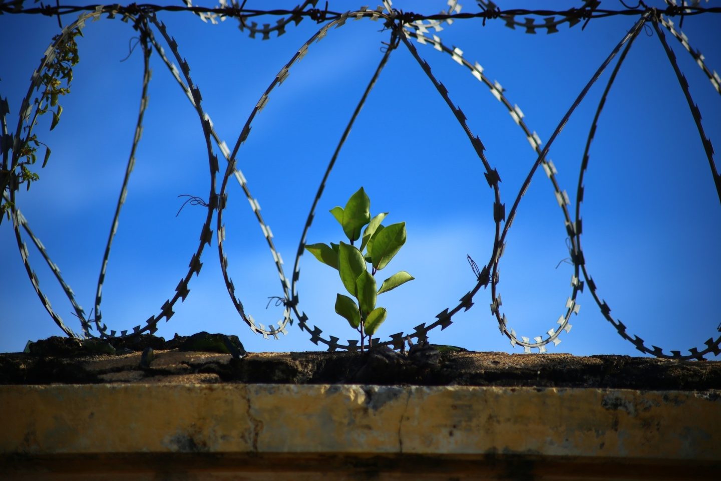 Barbed wire is seen cascading down over a small plant growing in a crack in the wall.