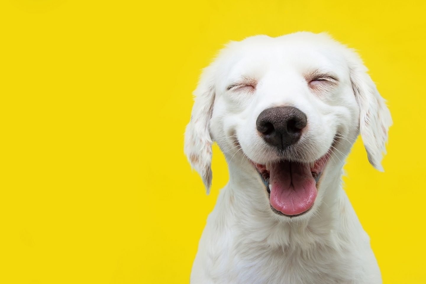 A happy white dog smiles with its eyes closed.