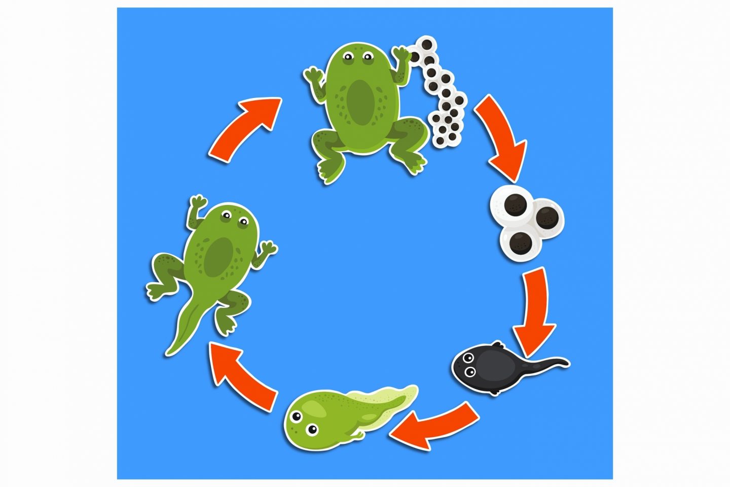 A cartoon illustration of a frog's life cycle with red arrows pointing to the next stage in the cycle. Seen in the cycle is an adult frog with its eggs, a close-up view of the eggs, a young black tadpole, an older green tadpole, a mature tadpole with legs, and the back to the starting point with the adult frog and its eggs.