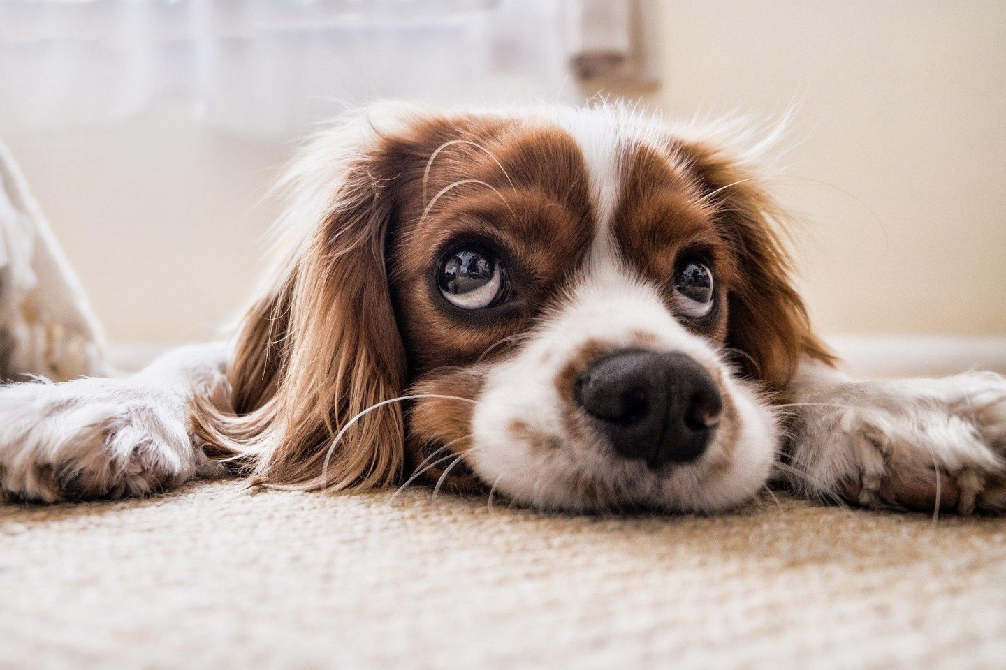 A Cavalier King Charles Spaniel puppy is looking upward while laying on the floor.