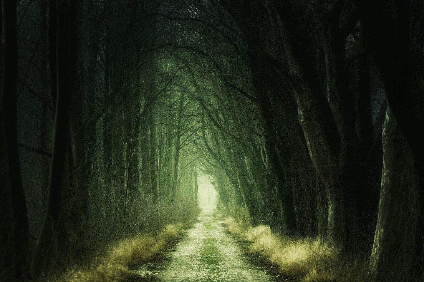 A long narrow path leads down a scary wooded trail.