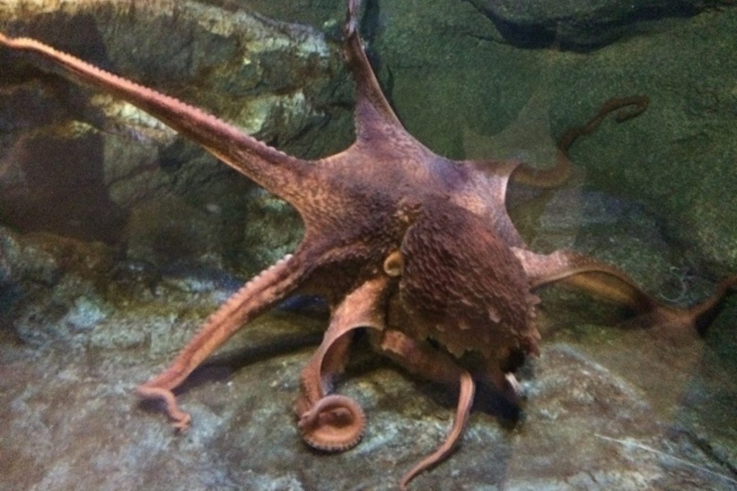 A view of an octopus in its enclosure from the Toledo Zoo.