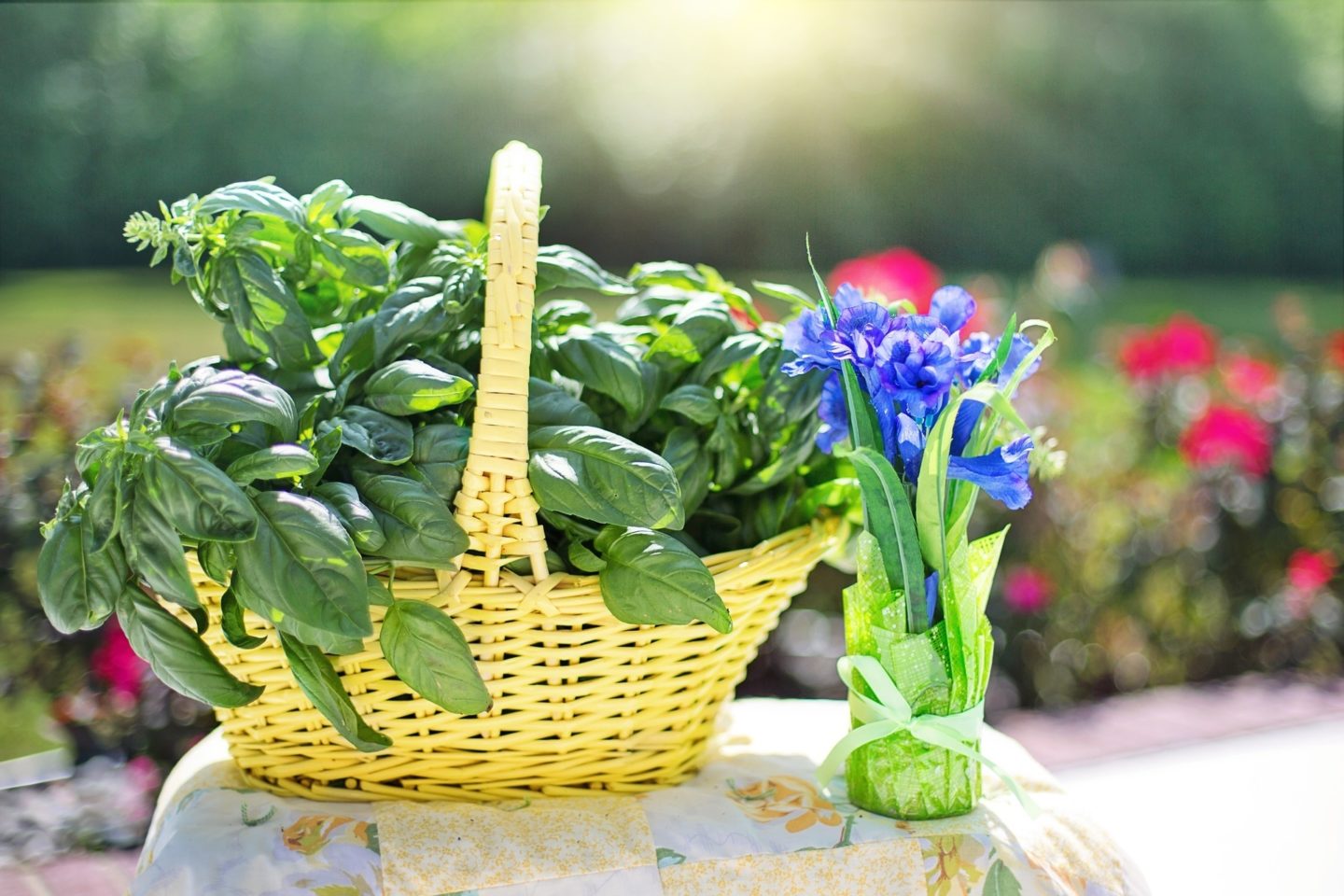 basil fresh herbs