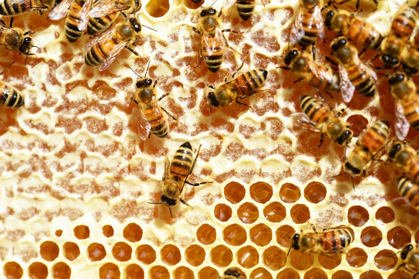 A close-up view of bees and honey on a honeycomb.