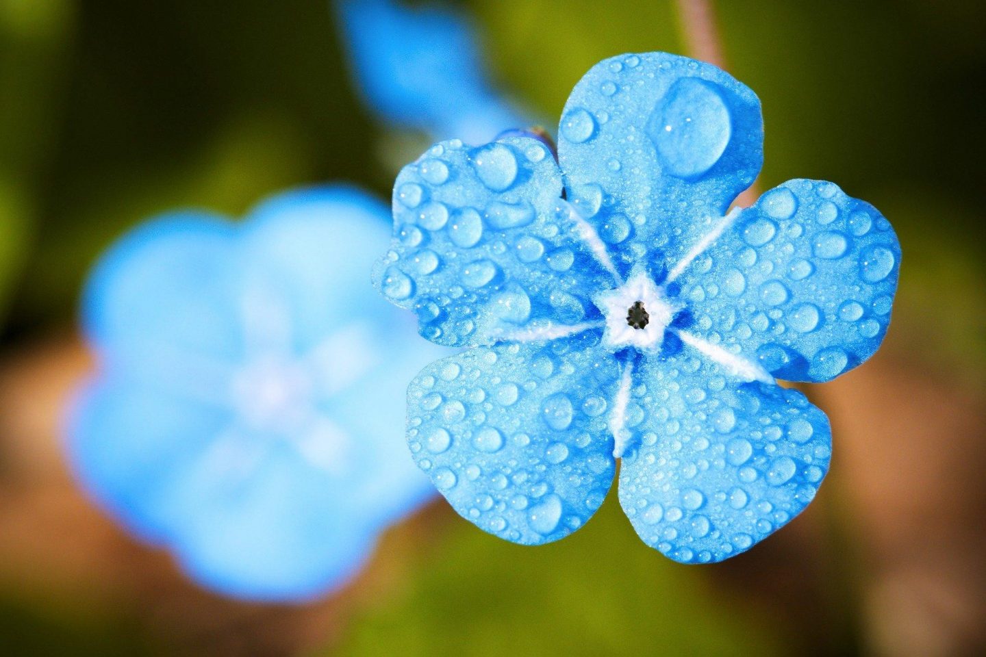 blue flower