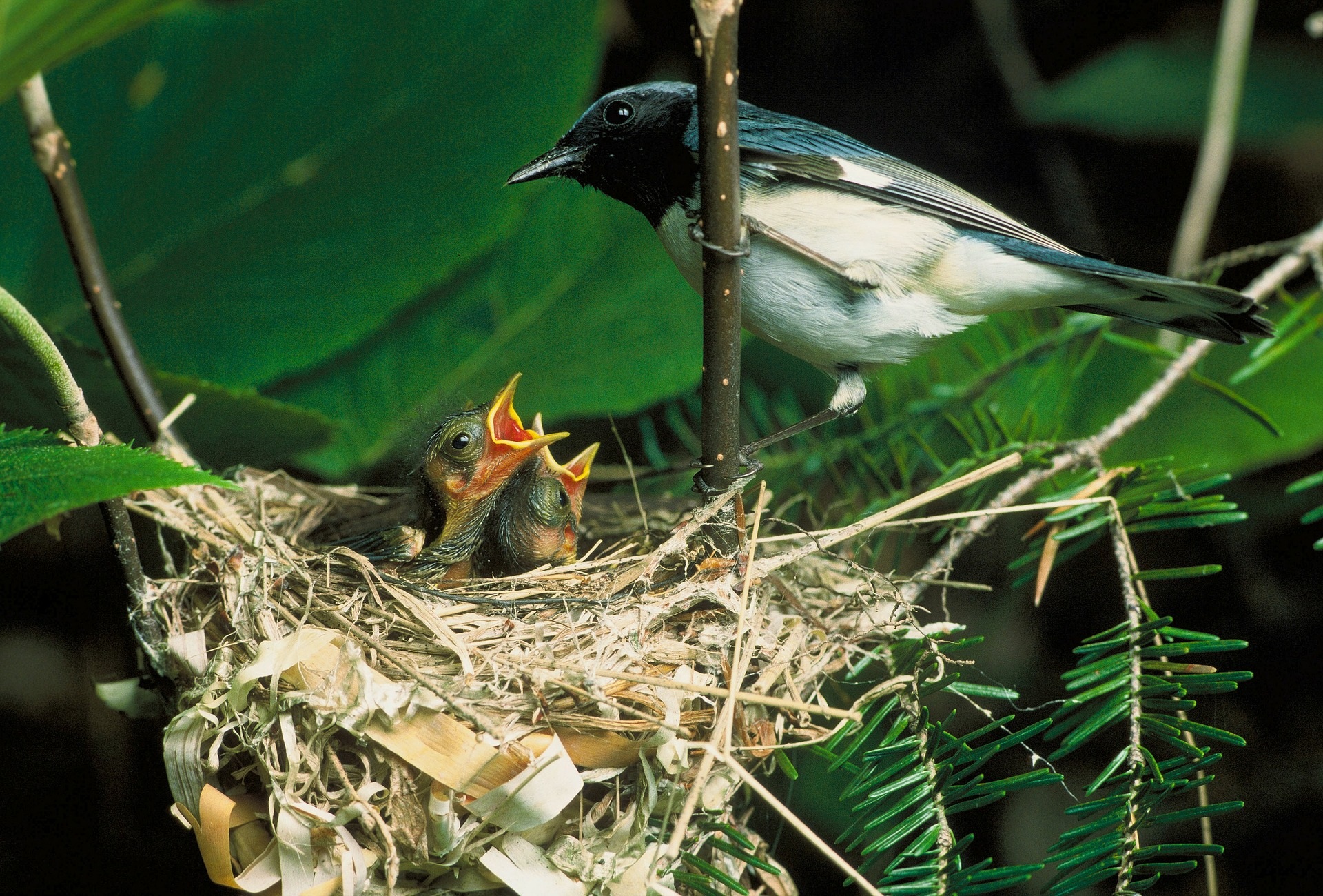 blue throated blue warbler