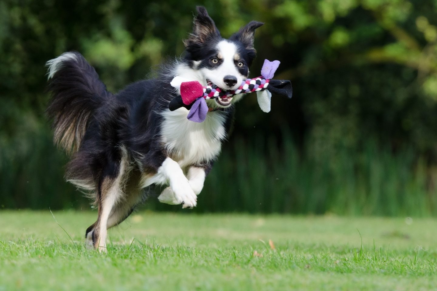 border collie playing running