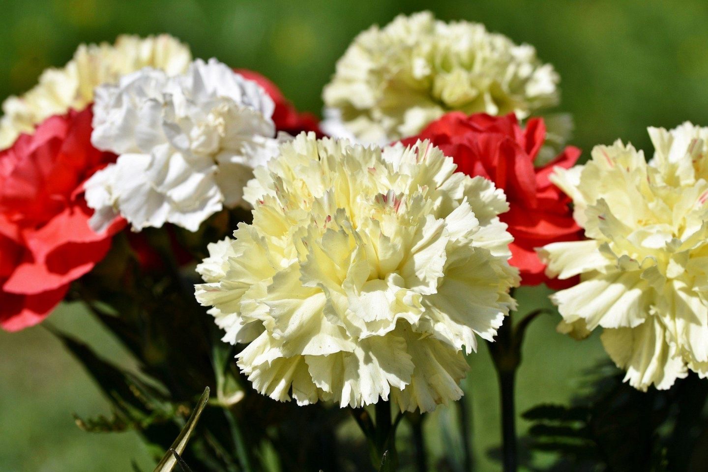 A close up of carnations with a mix of yellow, red, and white petals.