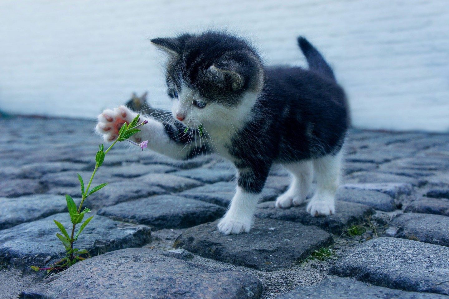 A kitten paws at a small purple growing out of the brick road.