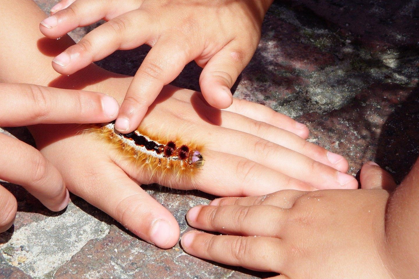 A fuzzy caterpillar crawls over children's fingers as they pet the caterpillar's back.