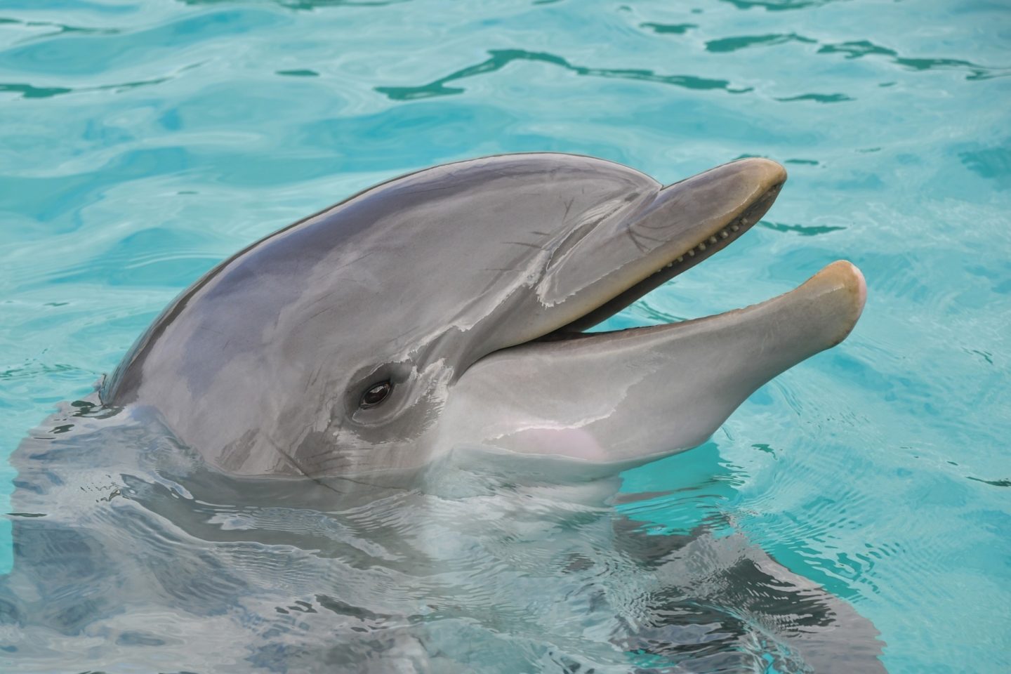 dolphin happy 3416542 1920