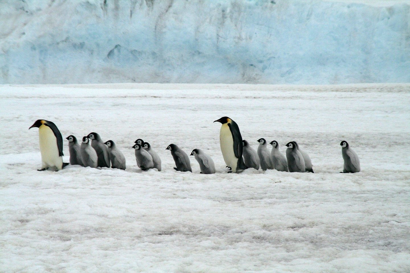 emperor penguins