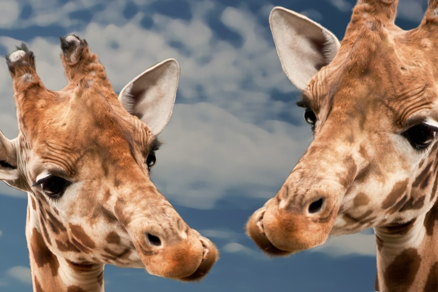 A blurred out blue sky with white clouds has a close-up shot of a giraffe's funny face. The same giraffe is mirrored on the other side of the scene.