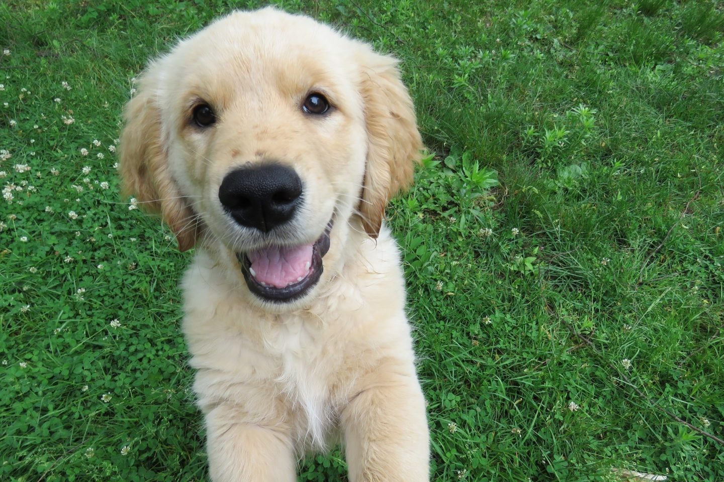 golden retriever puppy happy