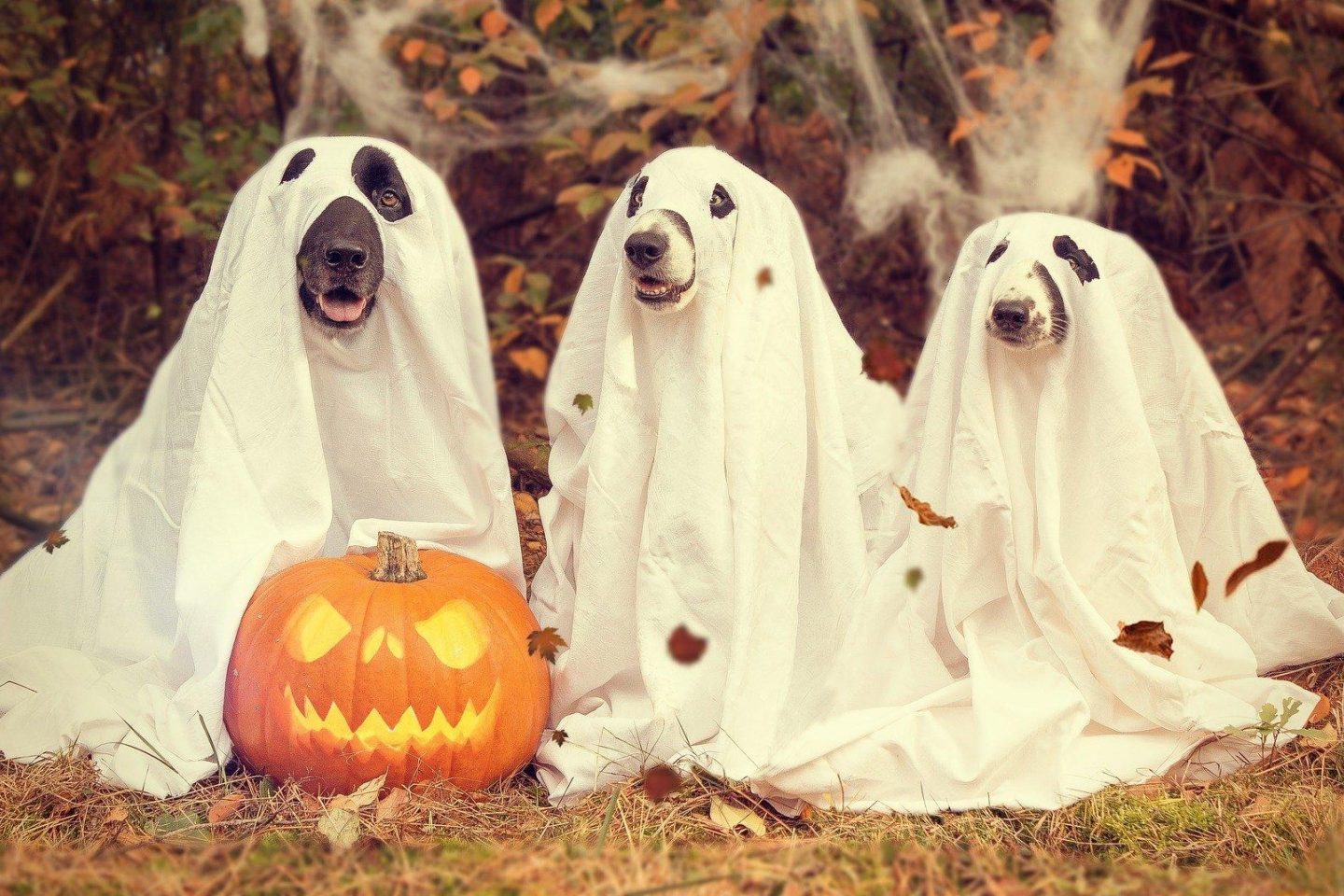 halloween dogs