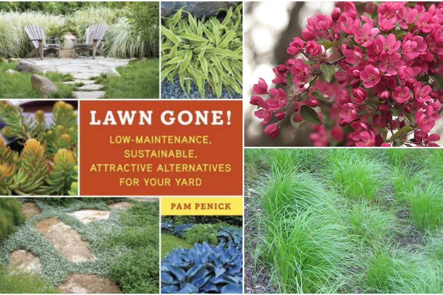 lawn alternatives ohio native plants