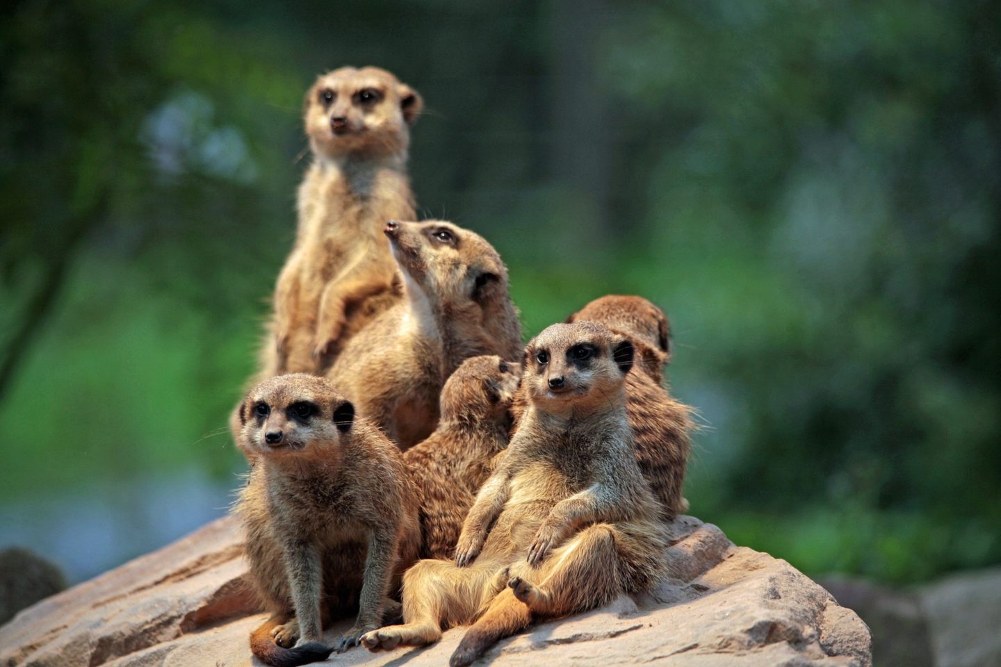 meerkats curious funny fiction novels