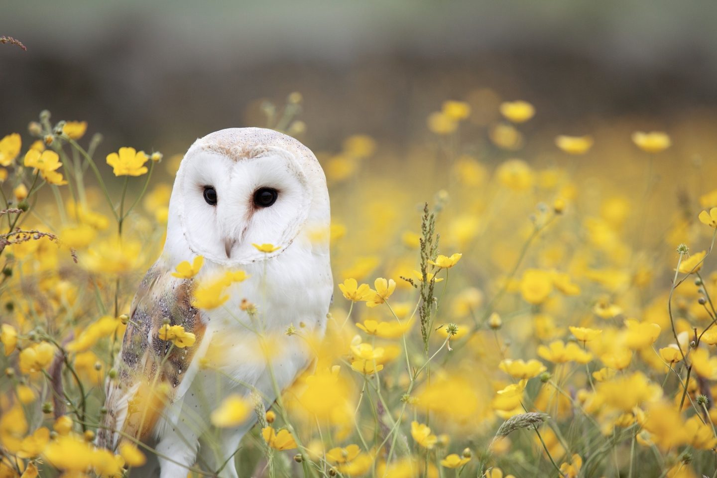 owl animal picture books