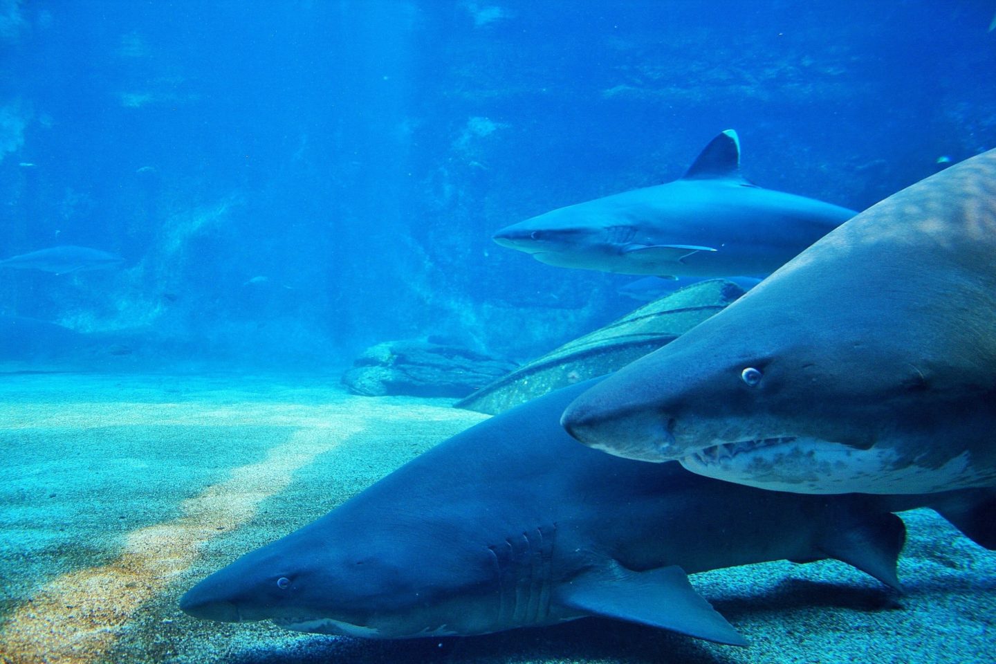 ragged tooth sharks in aquarium