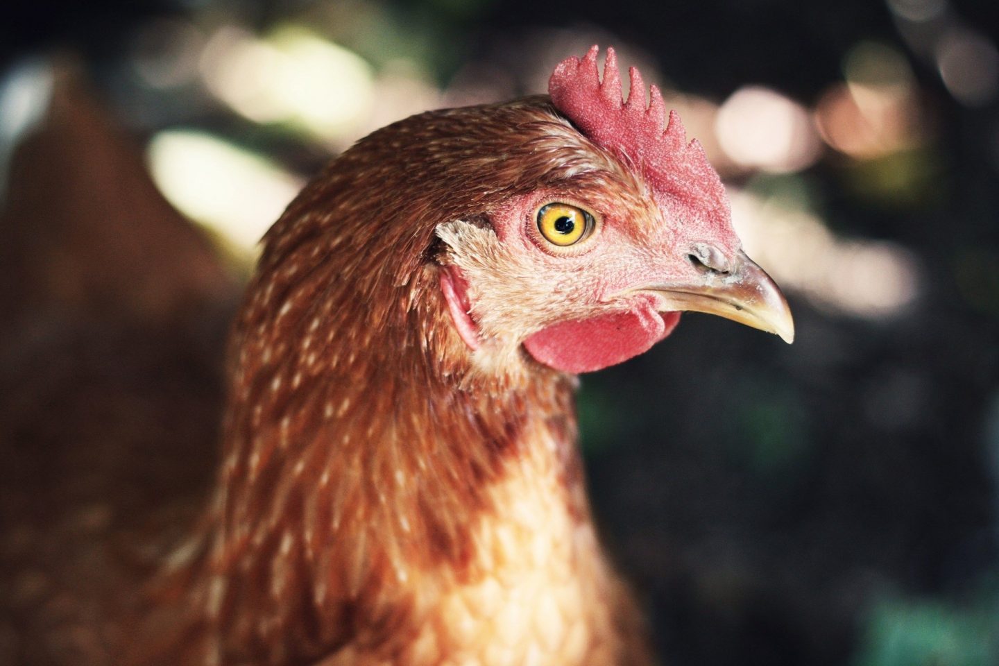 A closeup shot of a chicken.