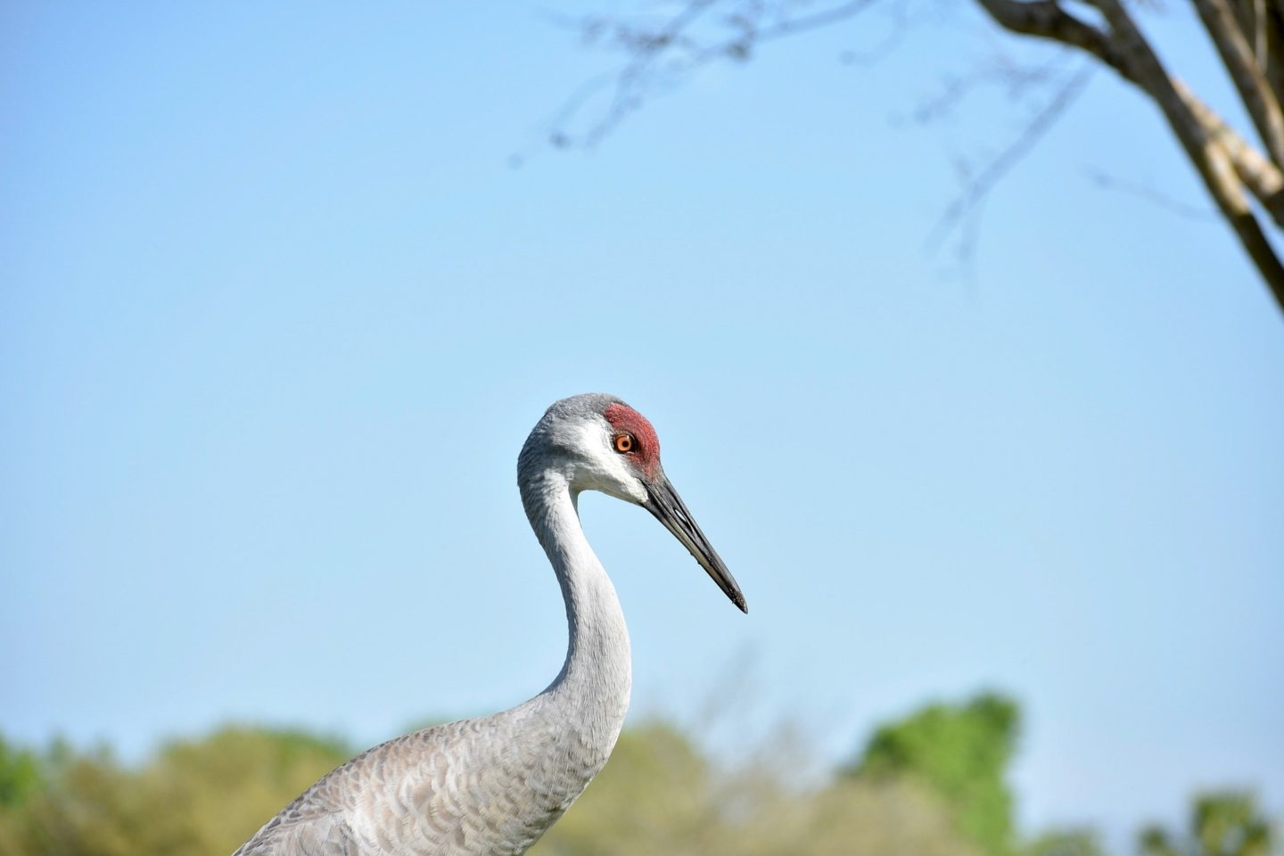 sandhill crane