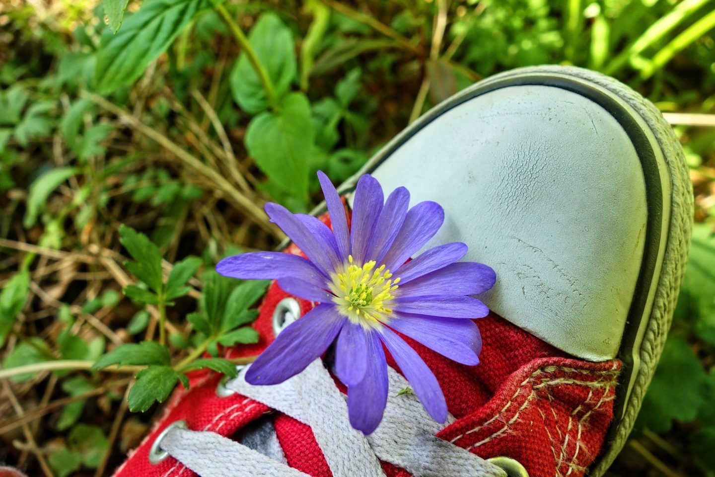 A red and white sneaker is seen on top of grass. In the shoe's laces is a purple and yellow flower.
