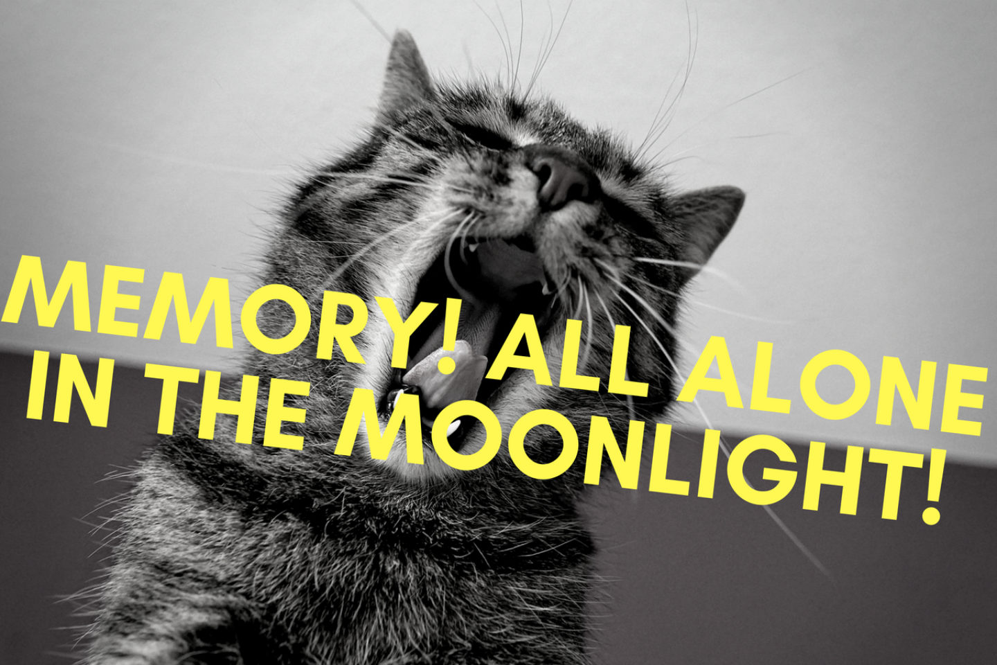 A black-and-white photo of a cat with its mouth open has yellow text over the cat's open mouth that reads "Memory! All Alone in the Moonlight!"