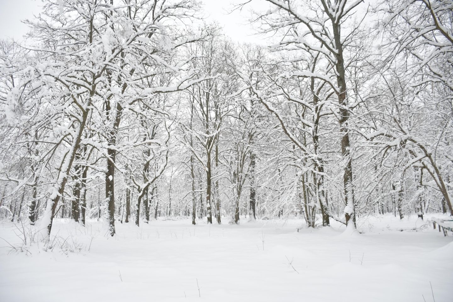 winter forest