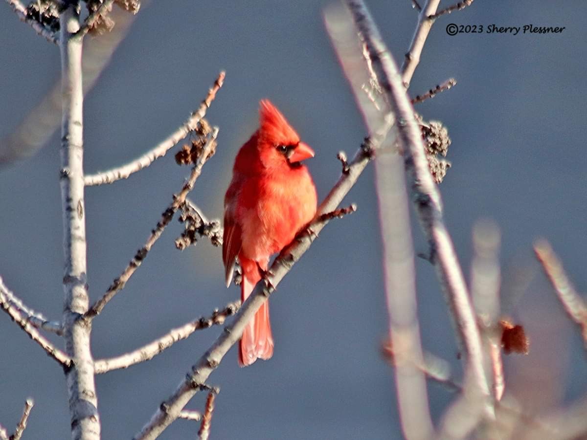 Cardinal