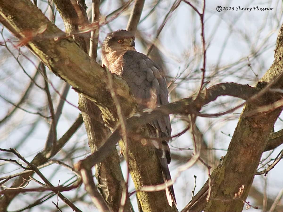 CoopersHawk