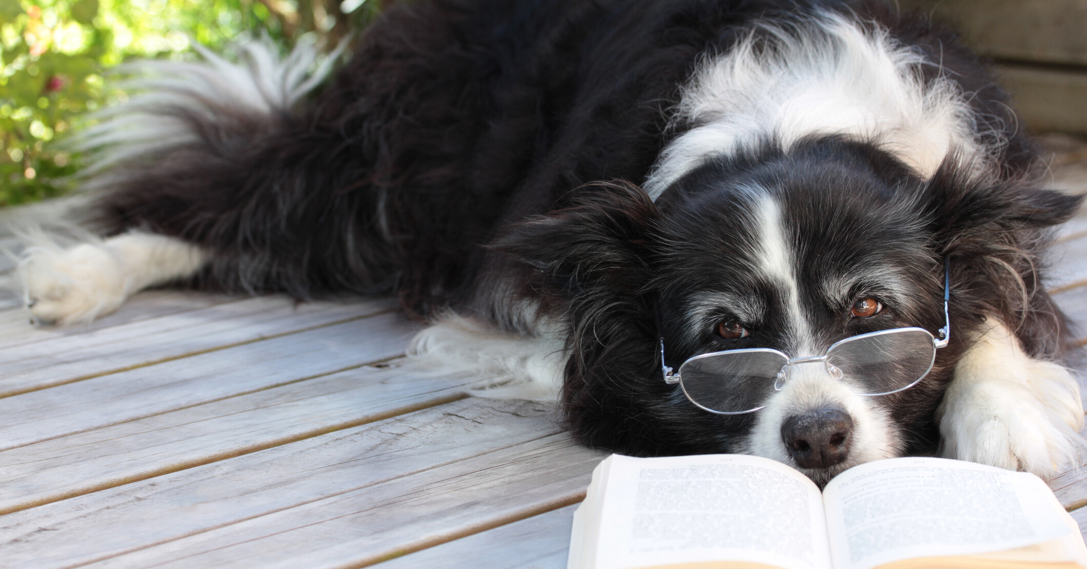 Dog wearing glasses and lying next to a book.