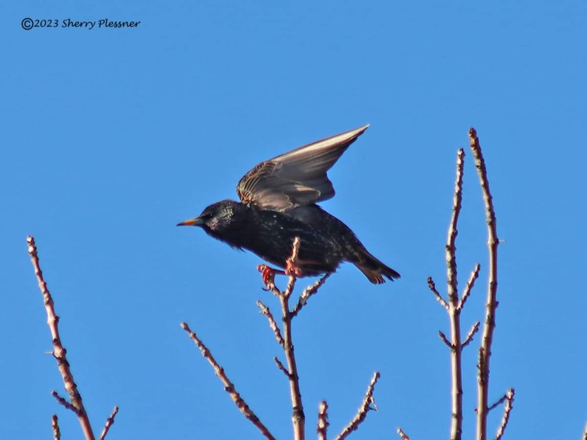 EuropeanStarling