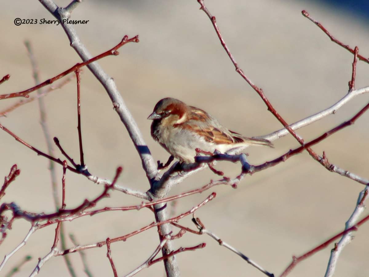 HouseSparrow