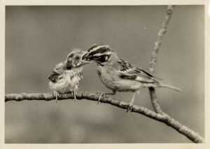 Lark sparrow feeding young Lark sparrow feeding young