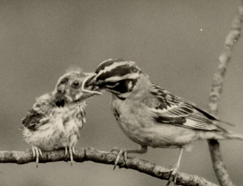 Local History and Genealogy Takes Flight