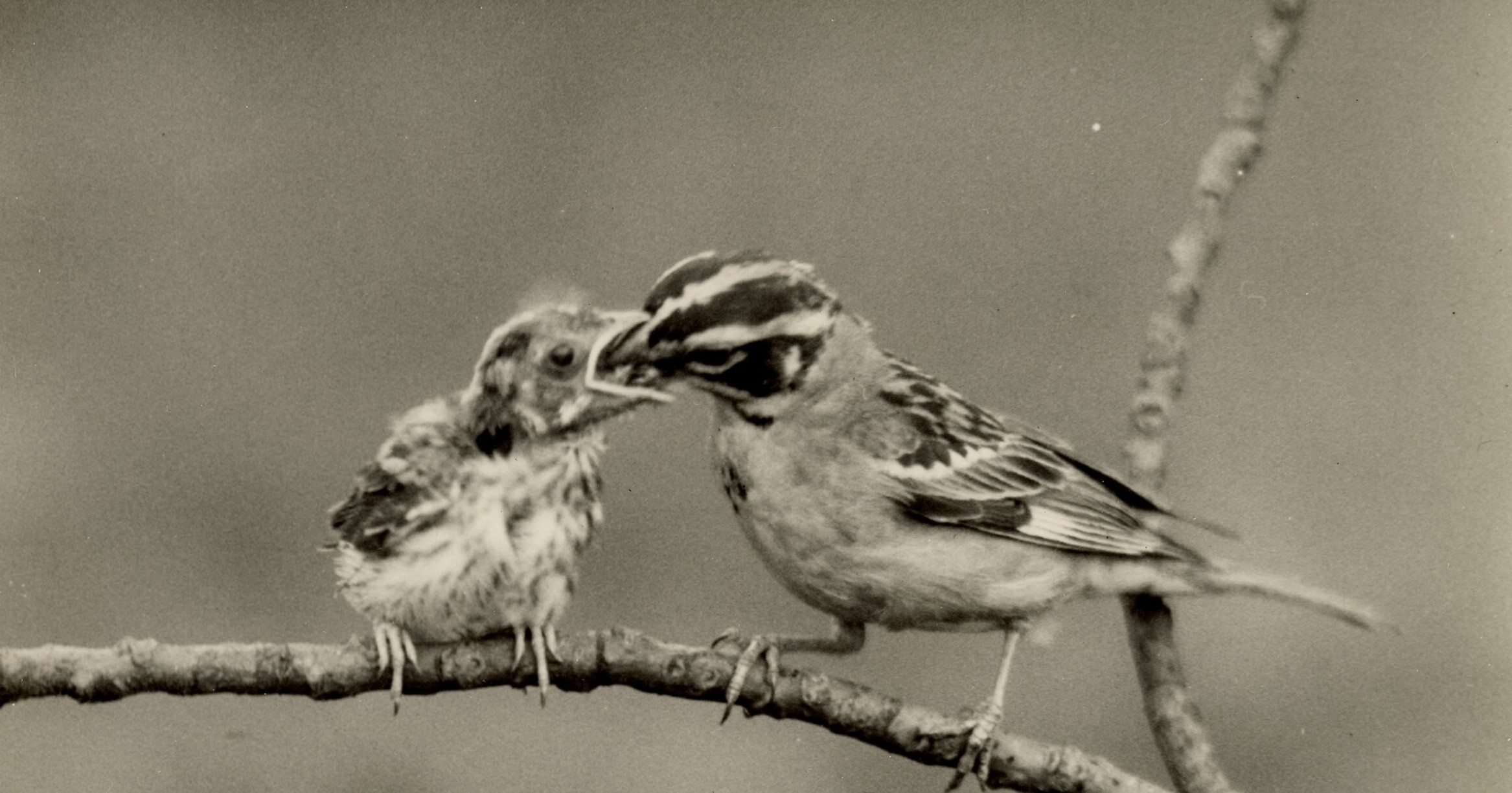 Lark sparrow feeding young