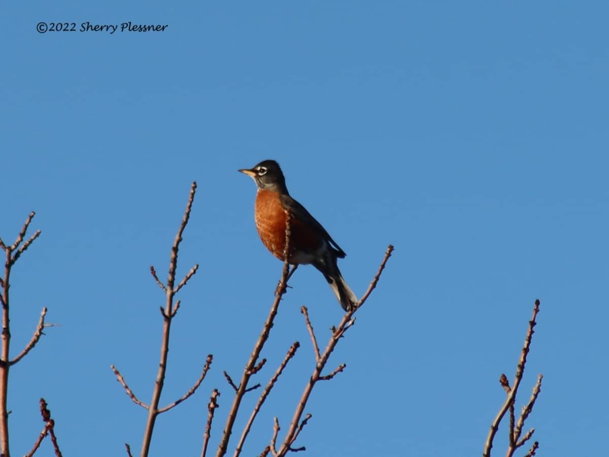 Robin