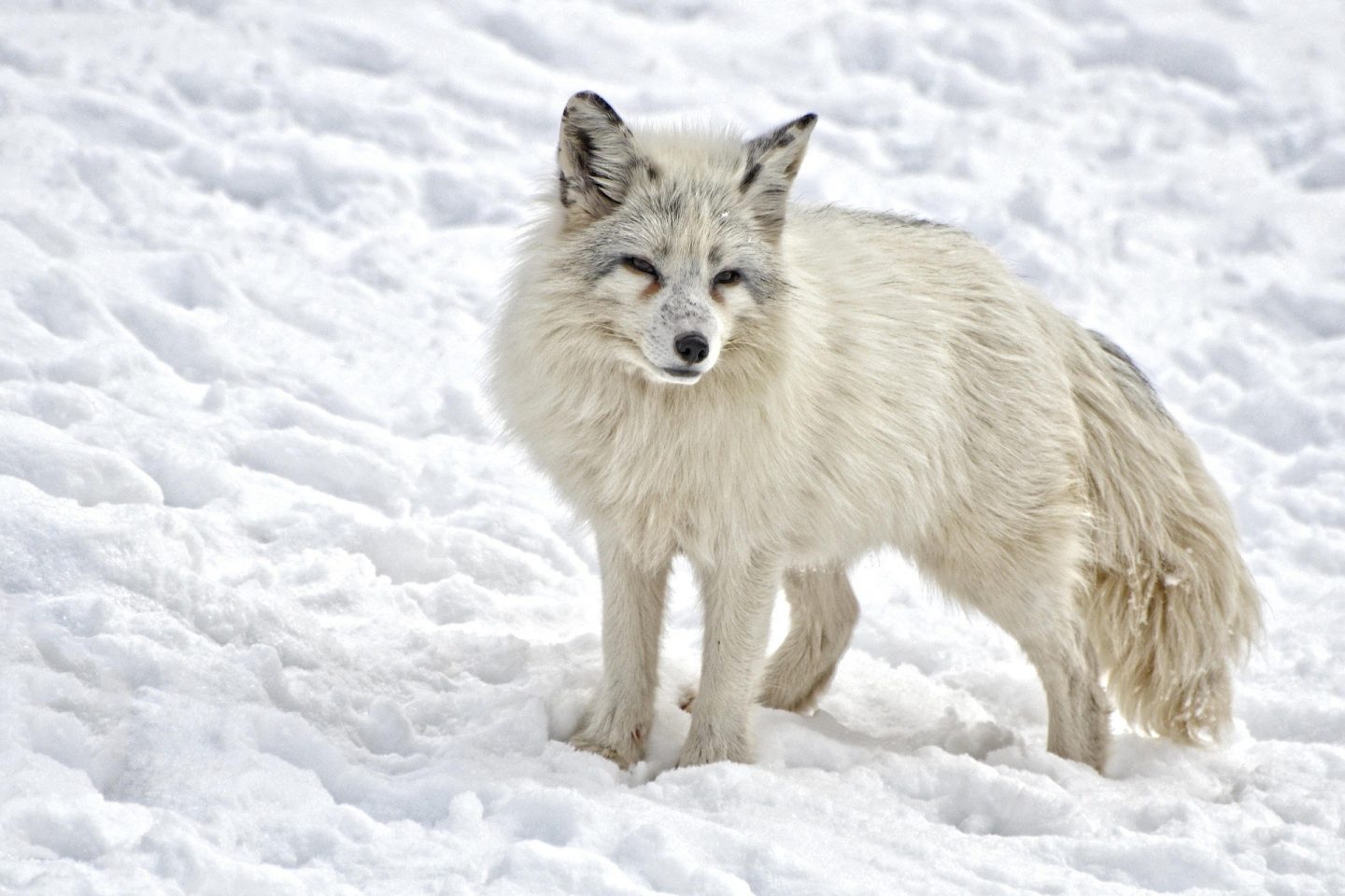 arctic fox 1170655 1920