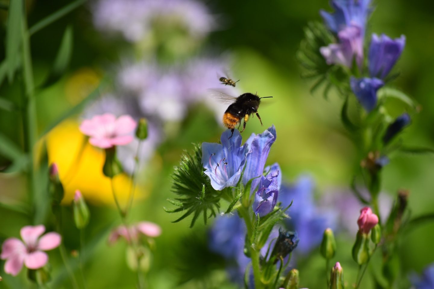 bee flowers garden