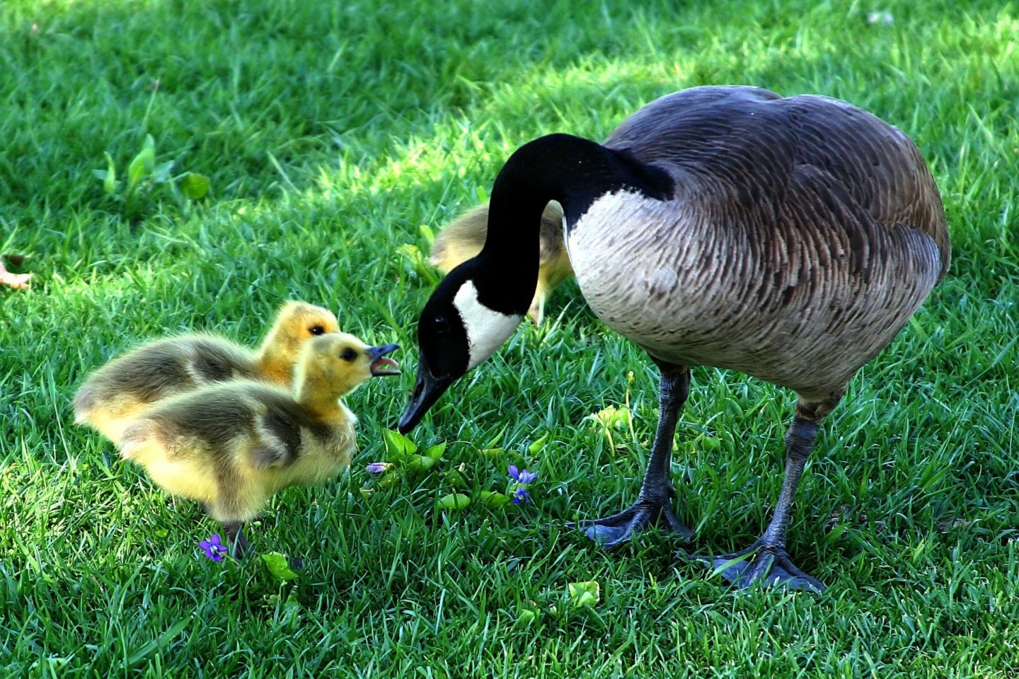 canada goose mother chicks