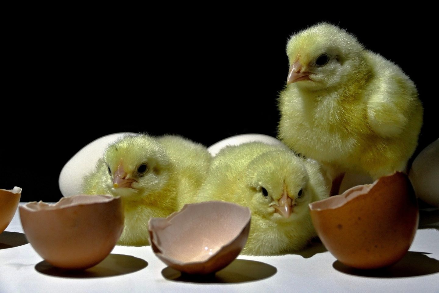 chicks and eggs featured pic