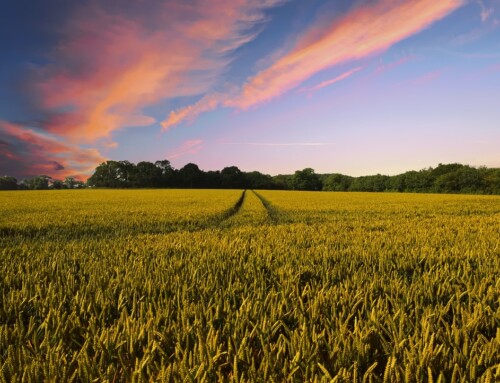 Resources to Learn More About the People Behind Farm and Migrant Labor