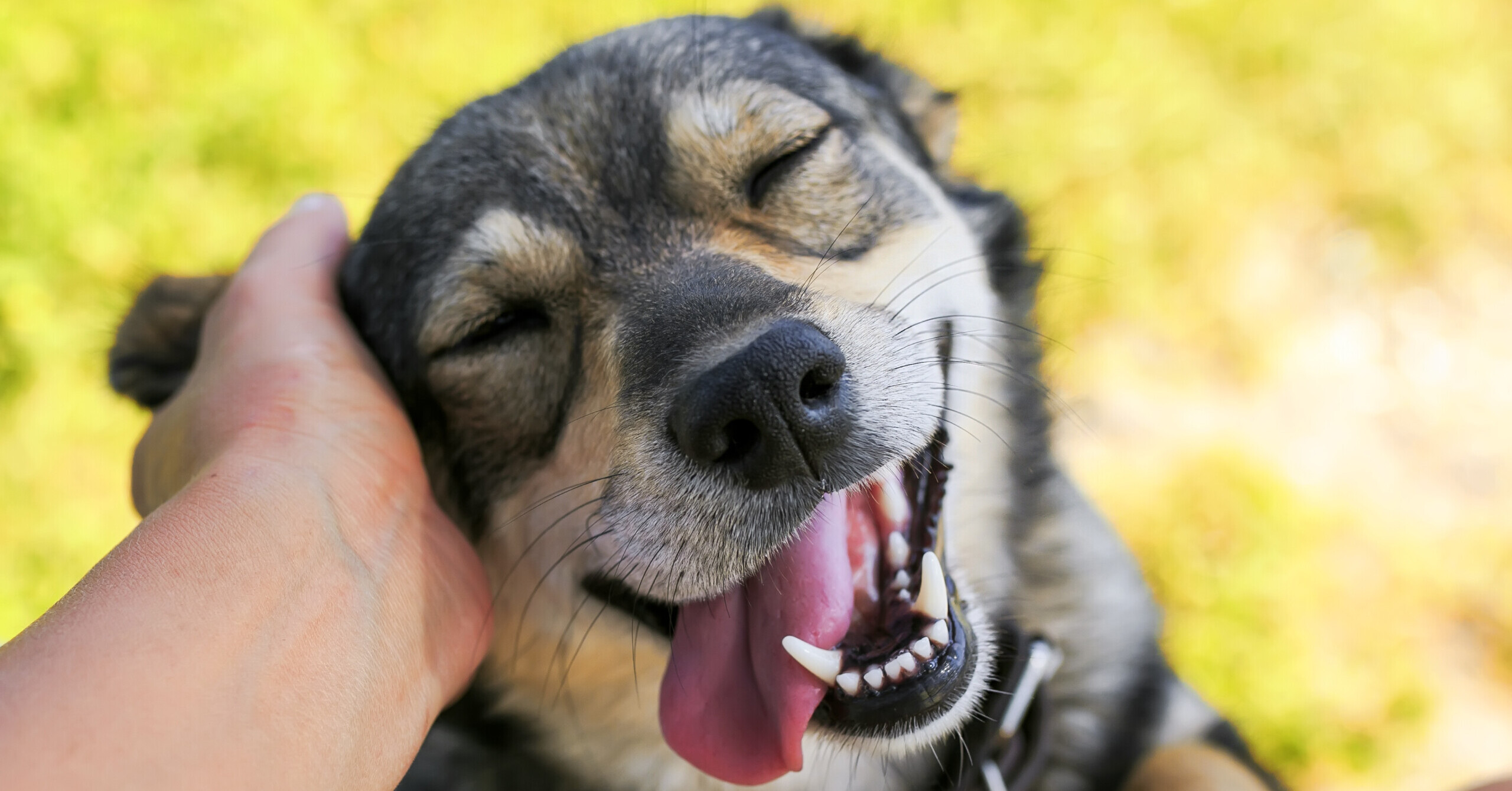 Smiling dog gets its ear scratched.