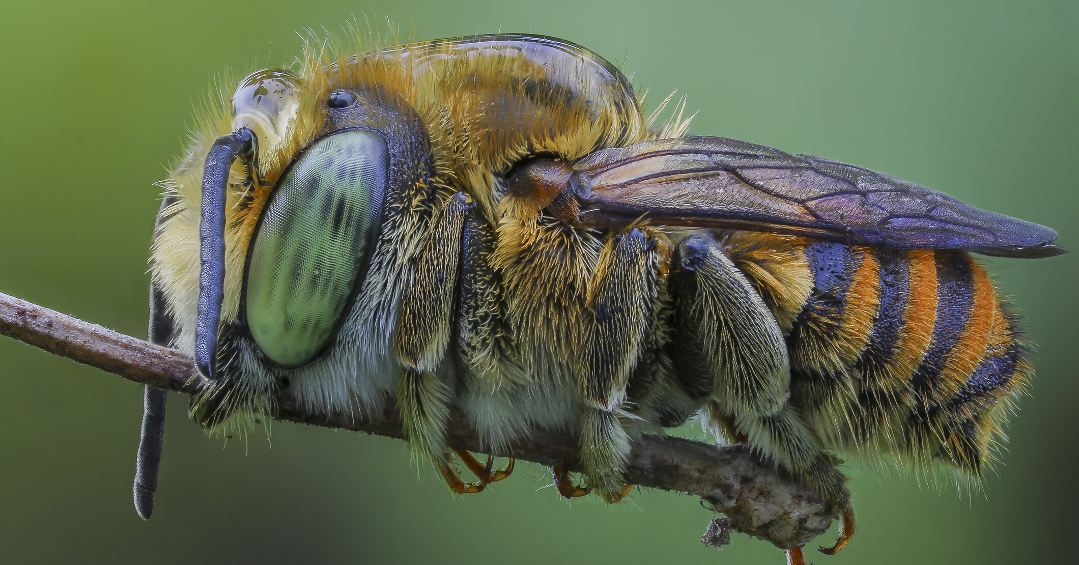 Bee sitting on a branch.
