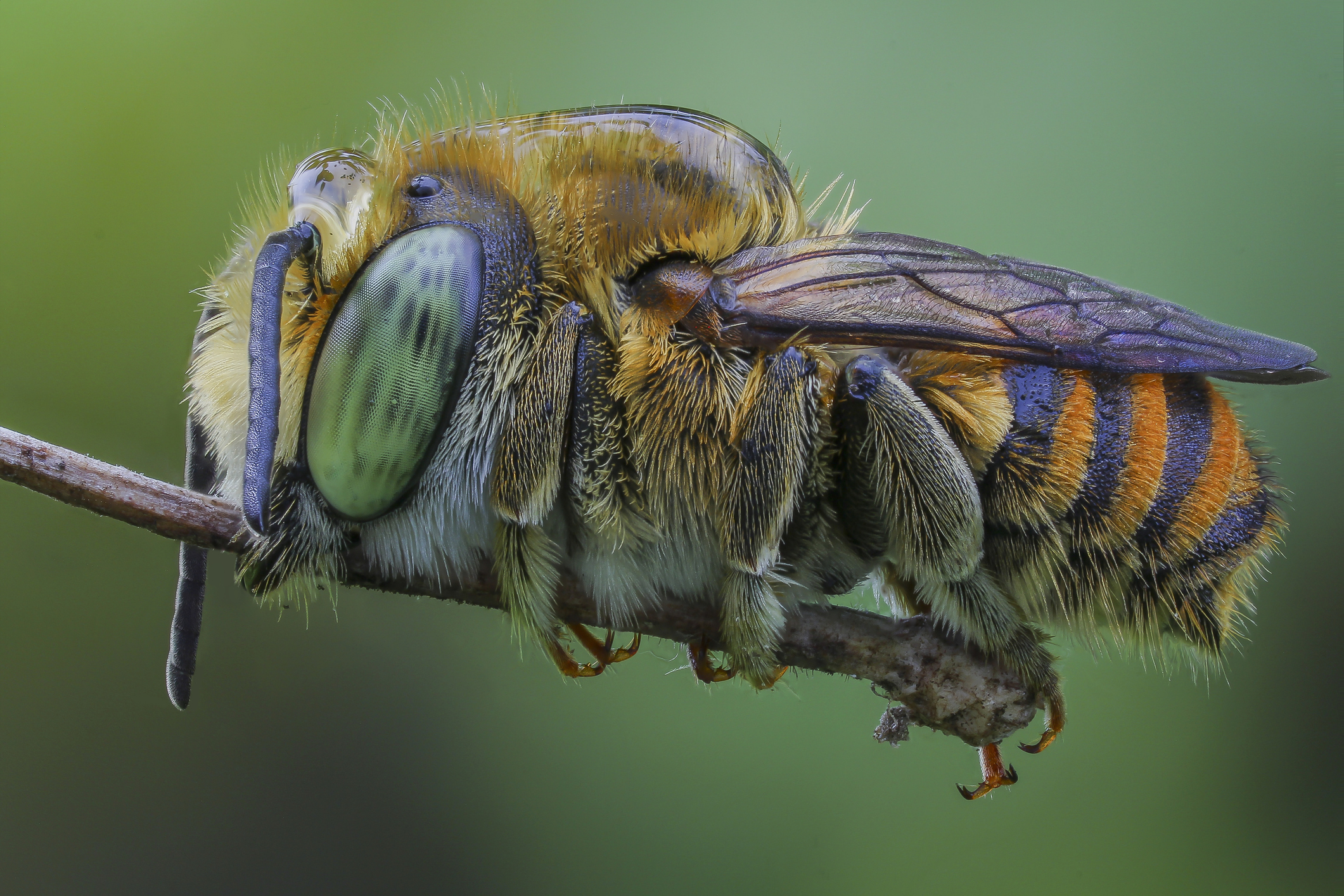 Bee sitting on a branch.