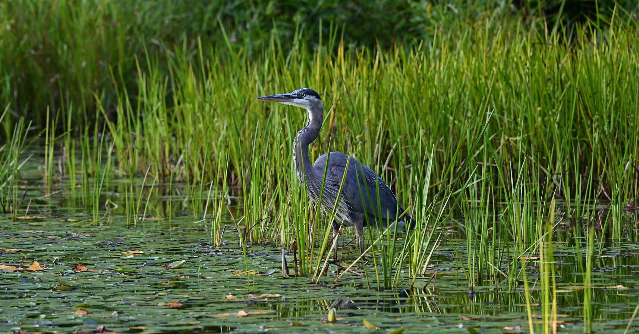 Great blue heron in lily pond.