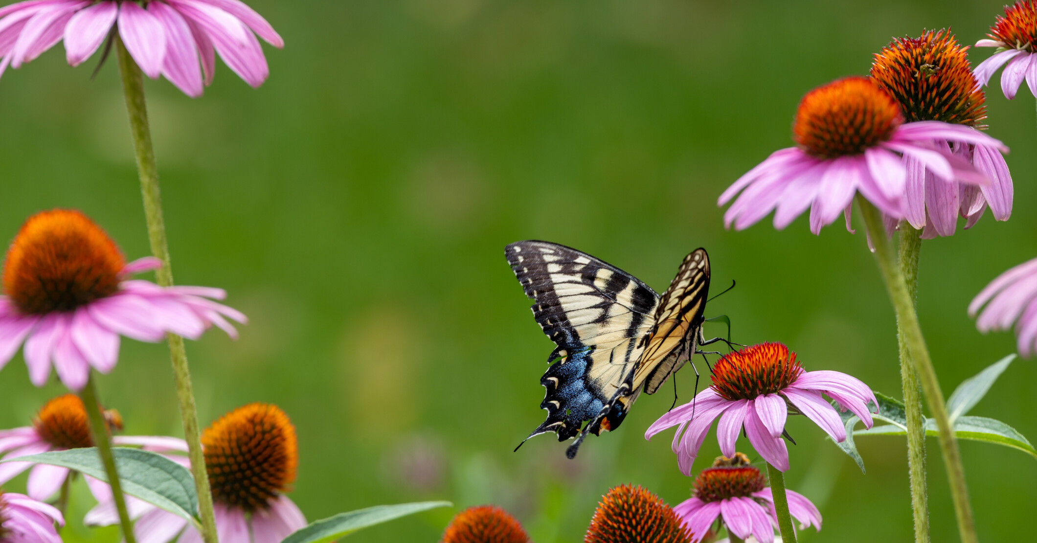 Female eastern tiger swallowtail butterfly